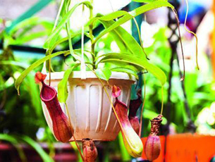 Medical garden